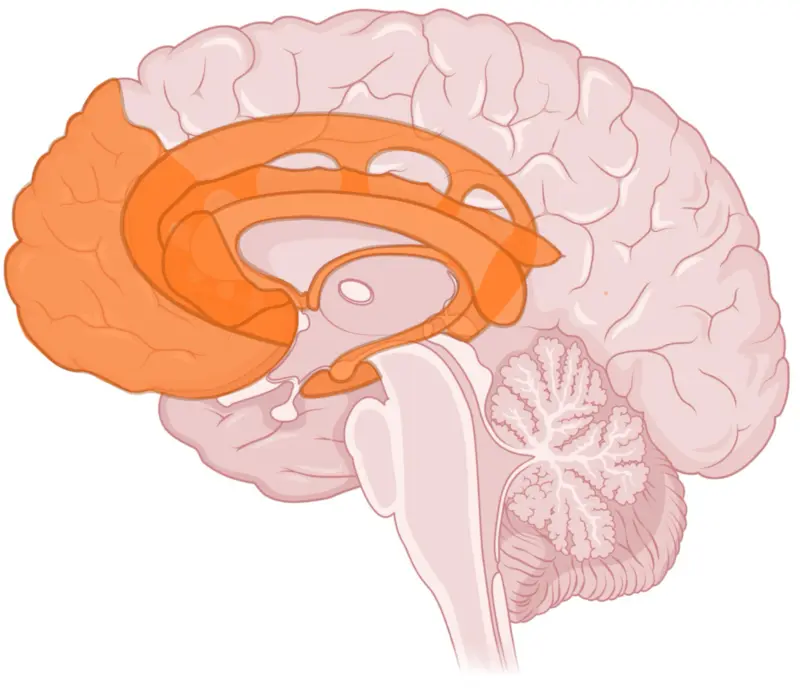 Increased executive function, language and creativity